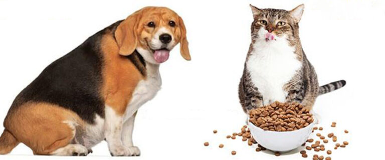 perro beagle muy gordo y gato atigrado comiendo