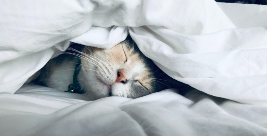 Gato adulto mayor
