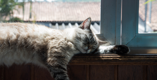 Gato adulto mayor