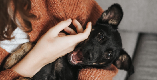 perro adulto mayor