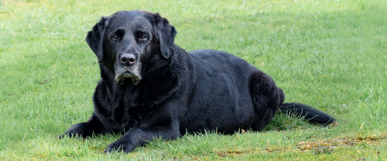 perro adulto relajado en el pasto