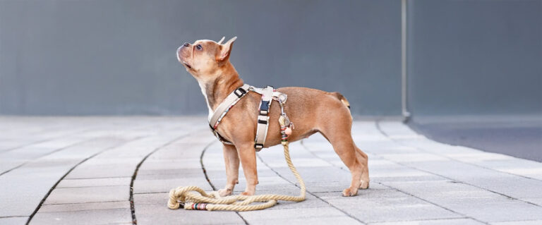 perro Boston terrier, esperando junto a su arnes, a ser paseado