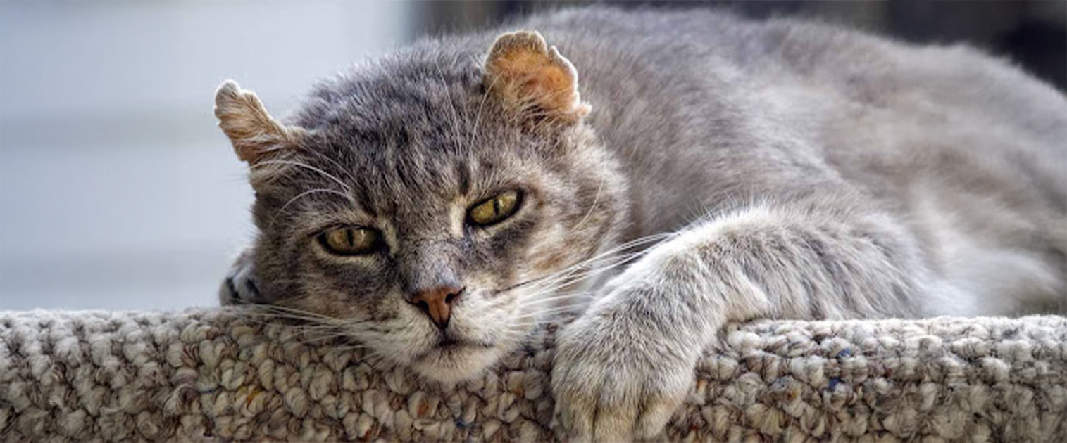 gato adulto acostado