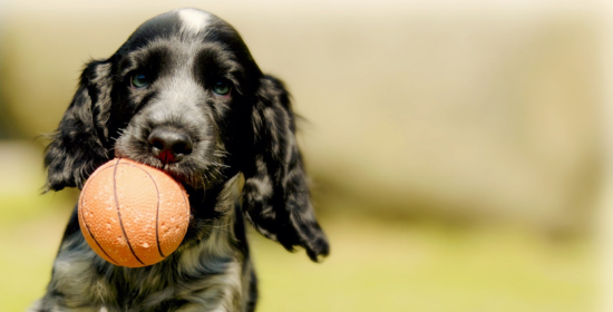 Juguetes para perros