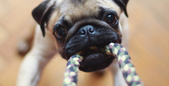 Juguetes para perros