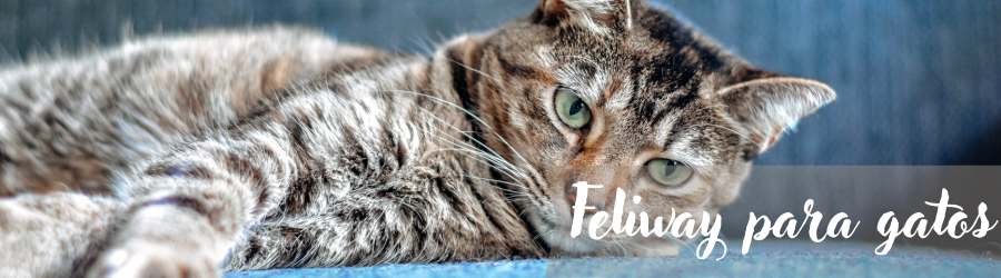 Feliway feromonas para gatos