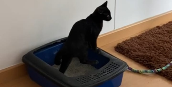 Arena para gatos