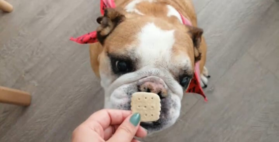Snacks para perros y gatos