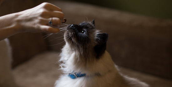 Snacks para perros y gatos