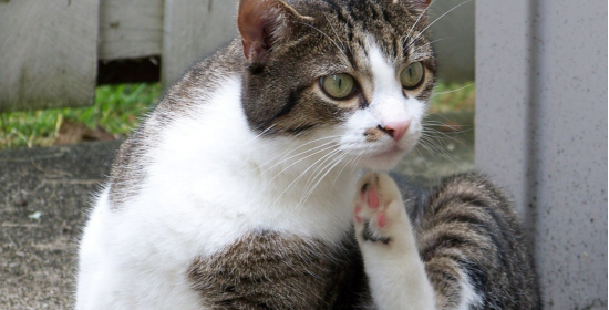 Antipulgas para perros y gatos