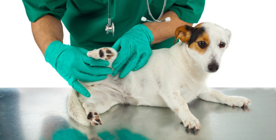 Antipulgas para perros y gatos
