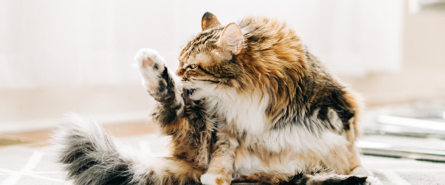 Gato lamiendo y mordiendo su pata trasera - Pulgas en perros y Gatos