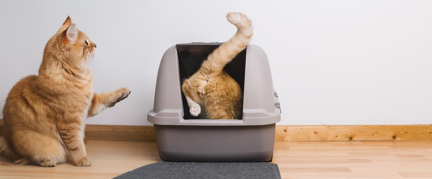gato entrando a su arenero - importancia de la arena de gatos