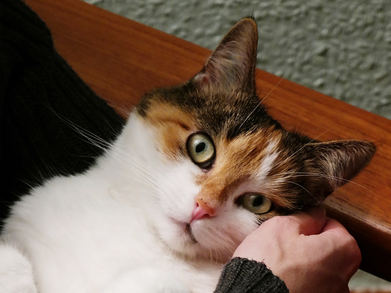 El ronroneo de los gatos
