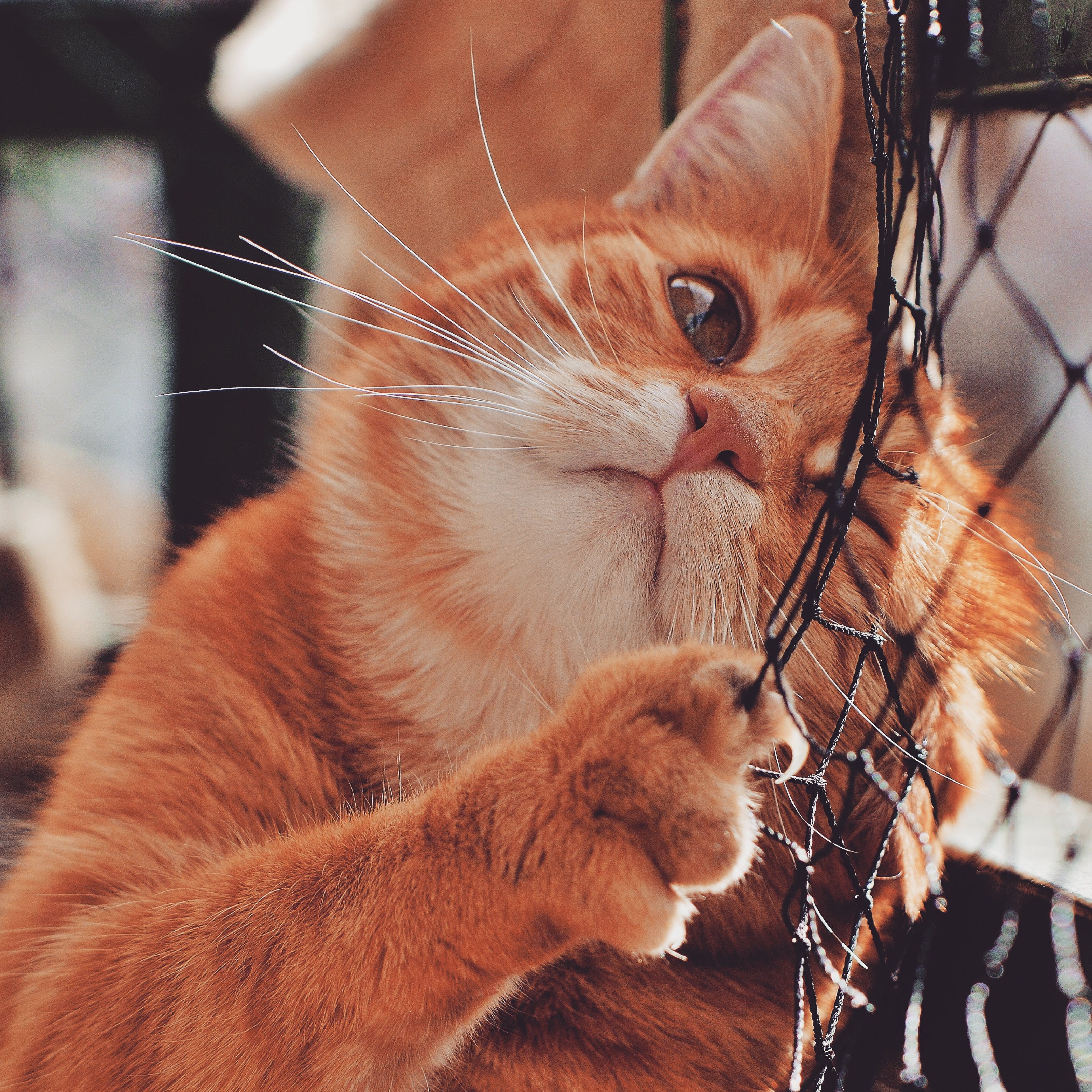 La uñas de los gatos