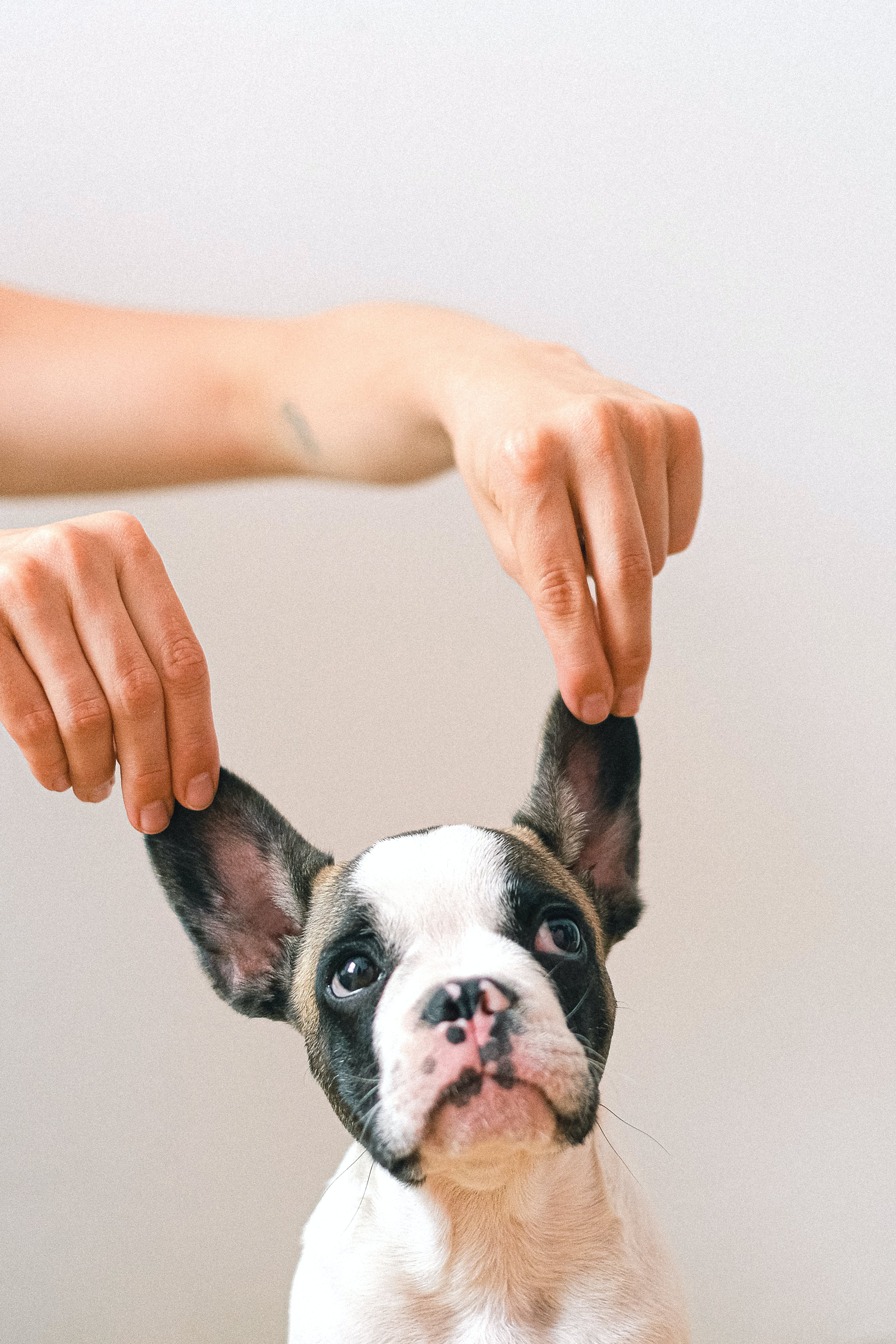 Los Centros Energéticos de los Perros: Cola y Orejas
