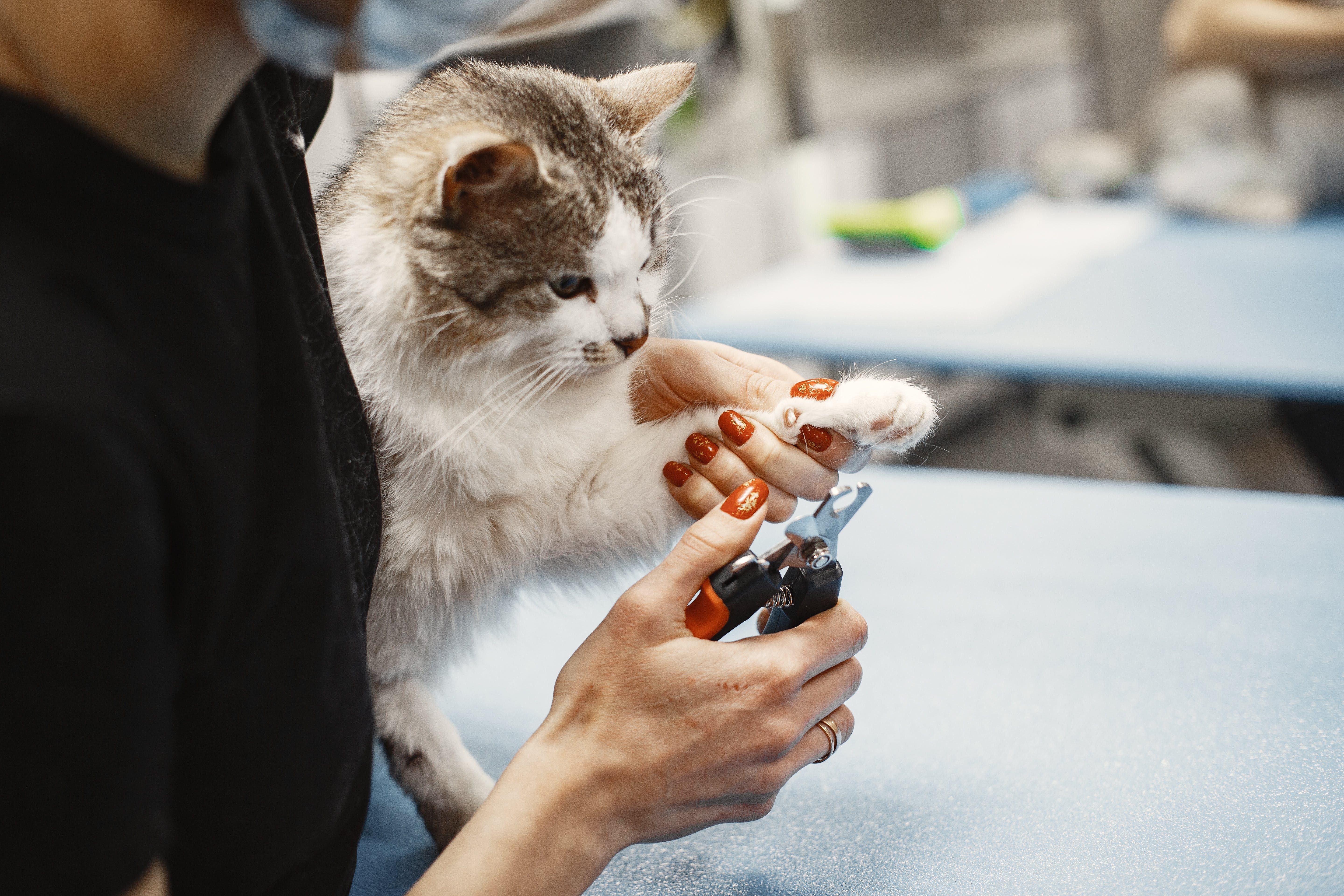 La uñas de los gatos