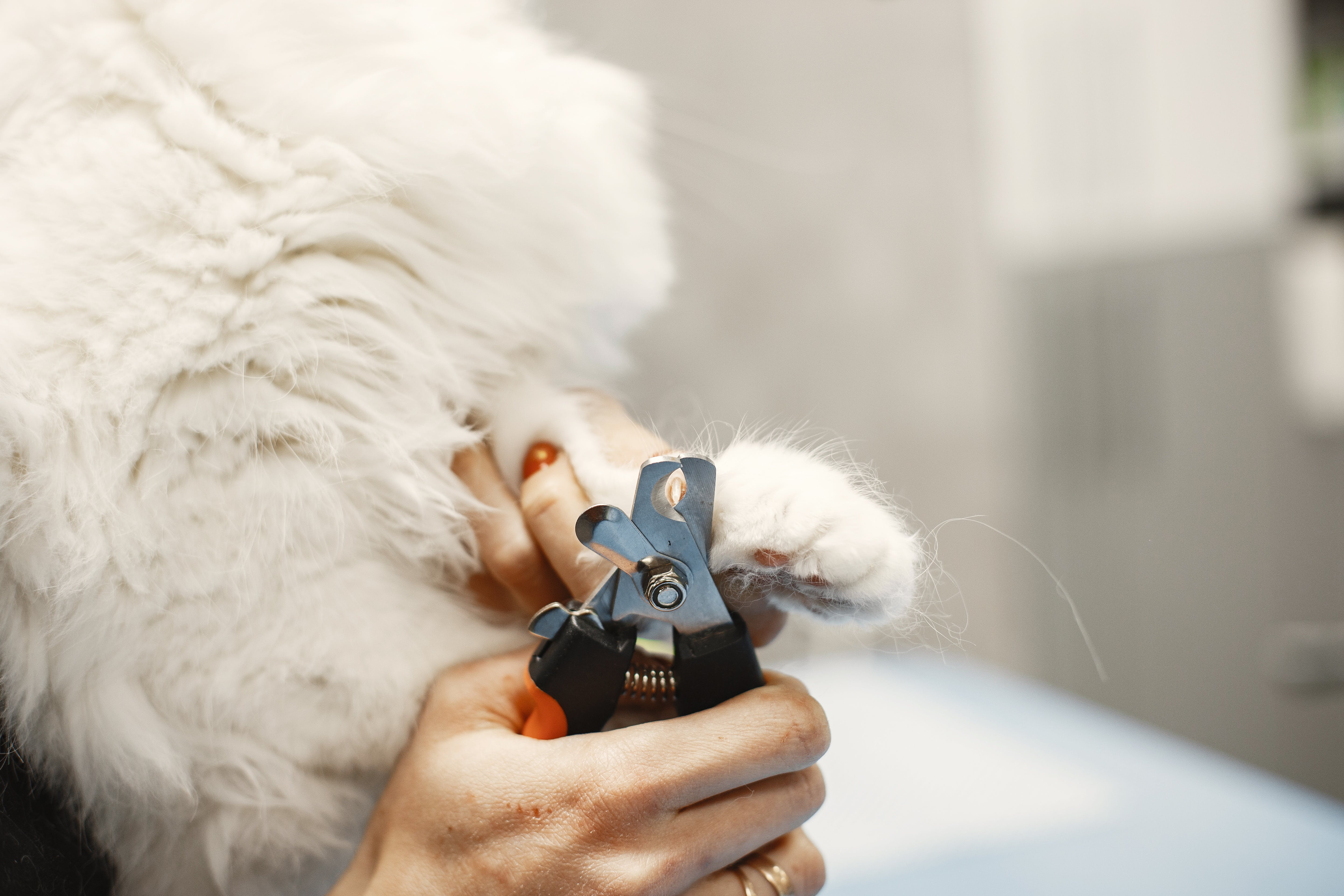 La uñas de los gatos La uñas de los gatos