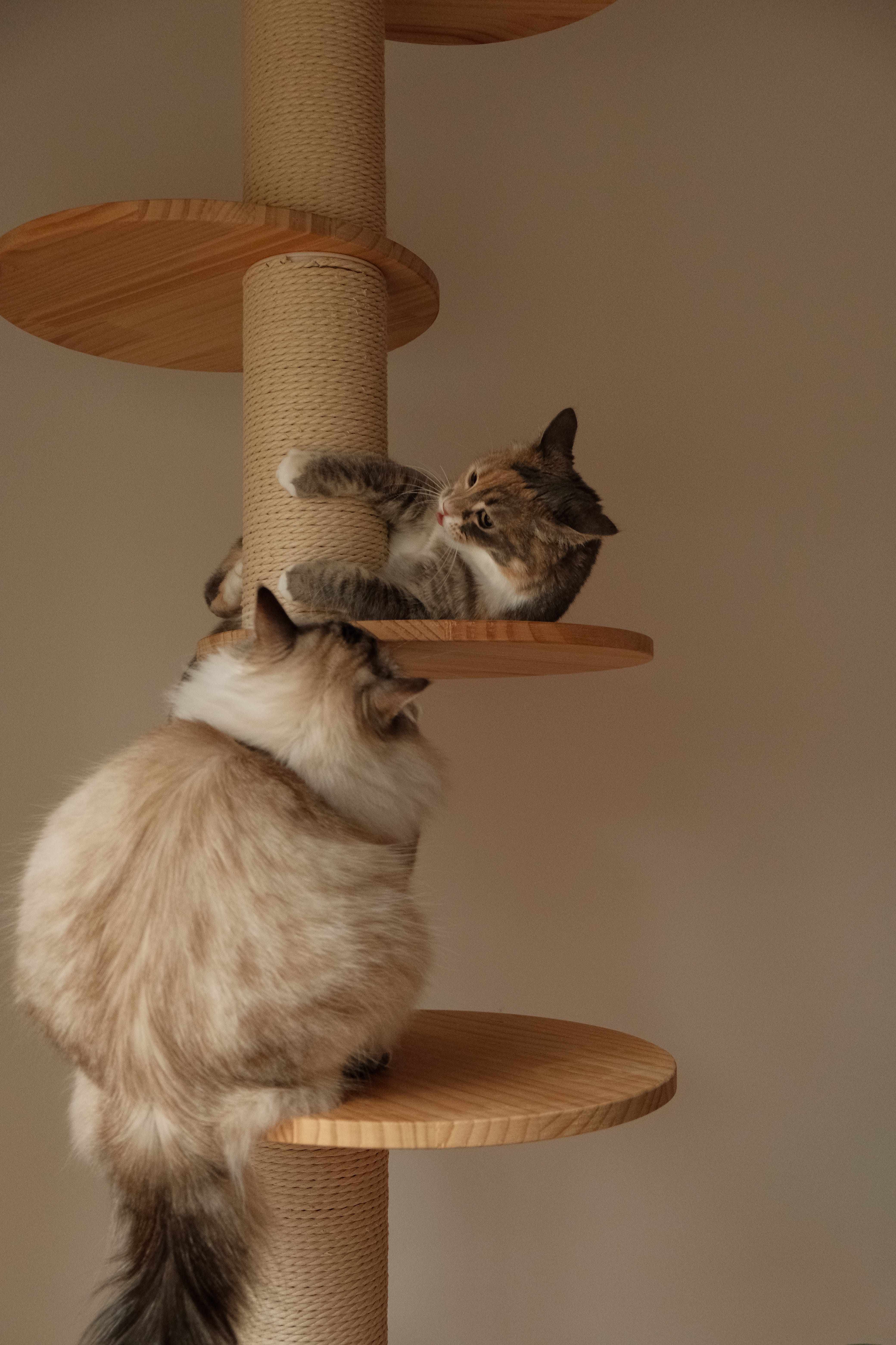 Las uñas de los gatos