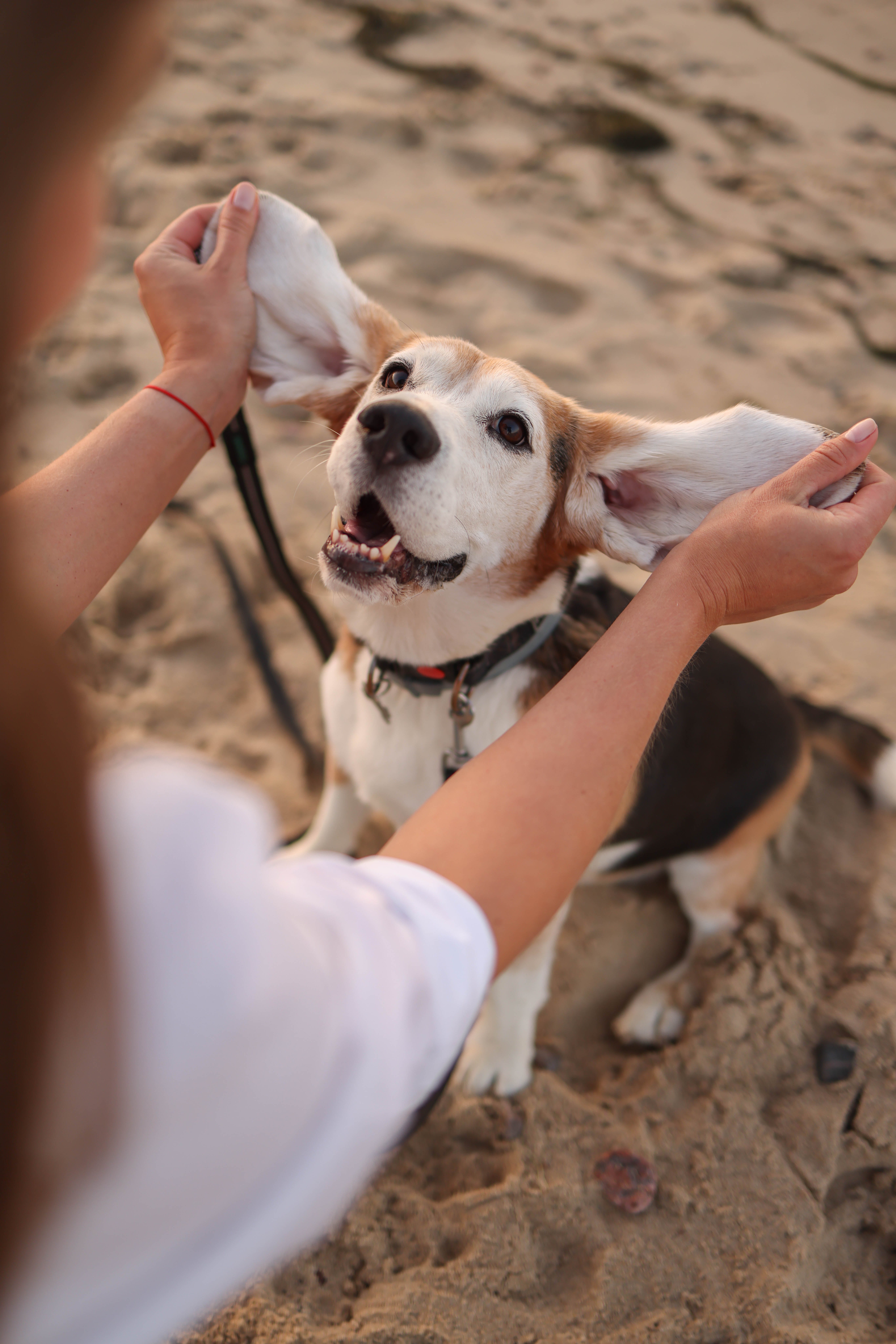 Los Centros Energéticos de los Perros: Cola y Orejas