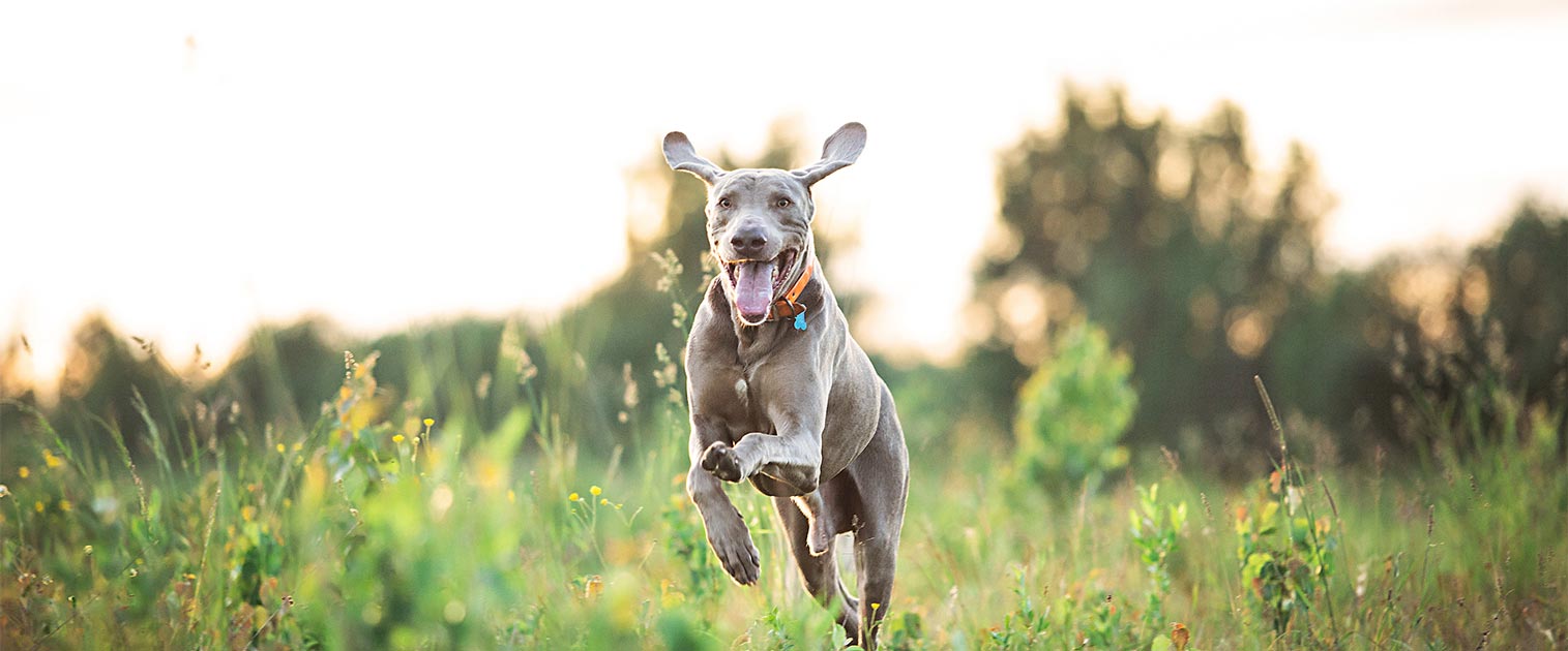 Perro corriendo en campo abierto - Centros energéticos de los perros