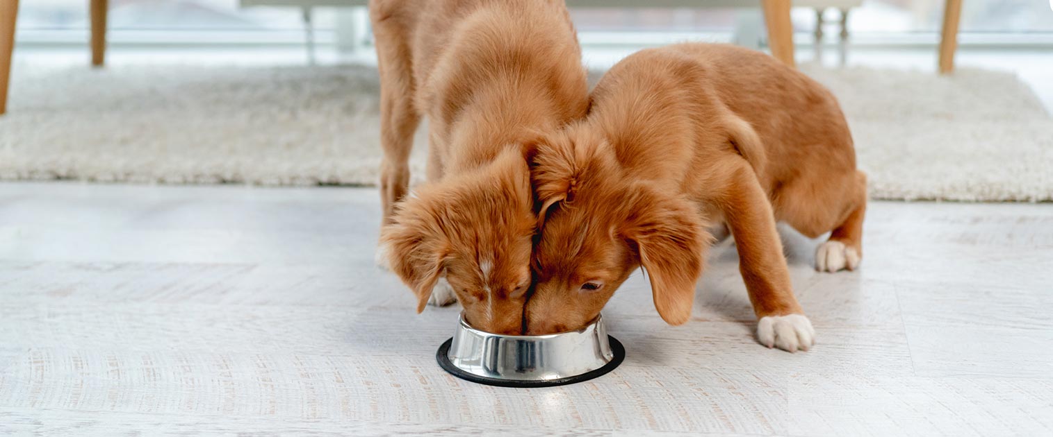 Perros cachorros comiendo de un mismo plato - Alimento de Alta Calidad Grand Vita para perros