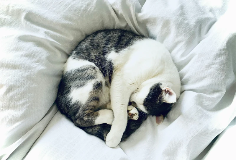Gato durmiendo en la cama - ¿Por qué los gatos duermen tanto? en Blog De Pelos Compañía