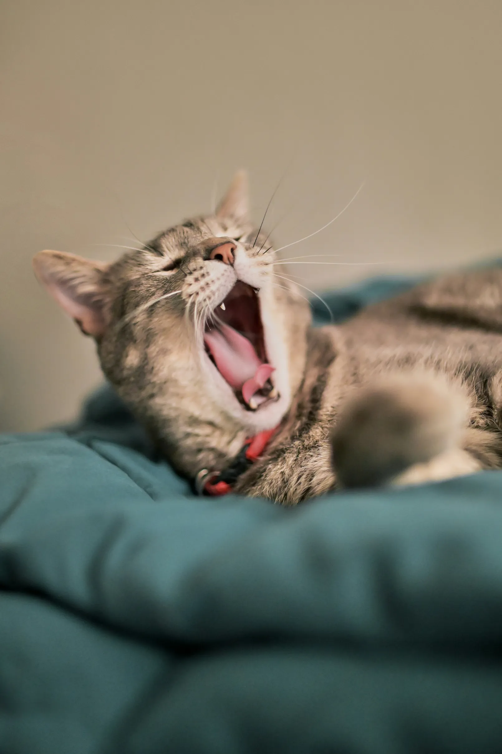 Gato Bostezando - ¿Por qué los gatos duermen tanto? en Blog De Pelos