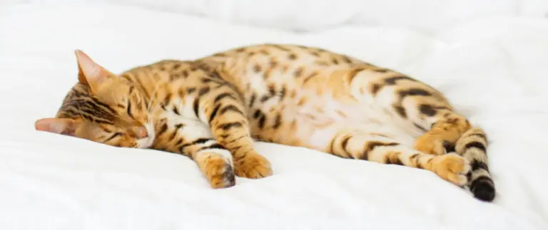 Gato durmiendo plácidamente - ¿Por qué los gatos duermen tanto? en Blog De Pelos Compañía