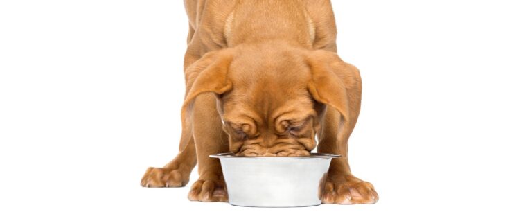 Perro Comiendo - Como hacer la transición del cambio de comida para perros y gatos - blog DePelos.co