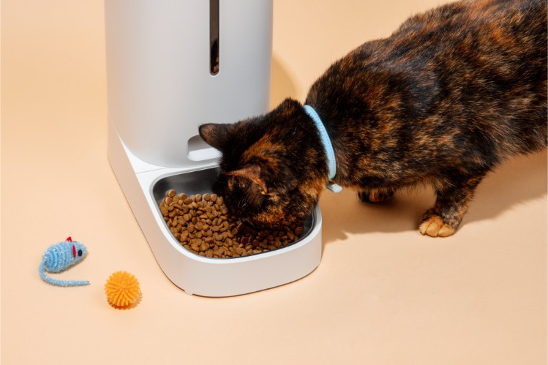 Perro Comiendo - Como hacer la transición del cambio de comida para perros y gatos - blog DePelos.co