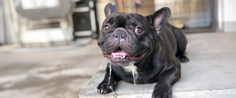 mal aliento en perros - perro babeando