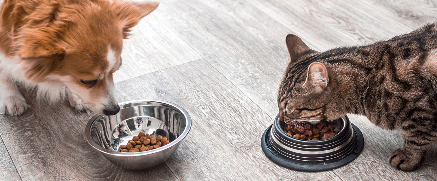alimentación en perros y gatos en etapa senior