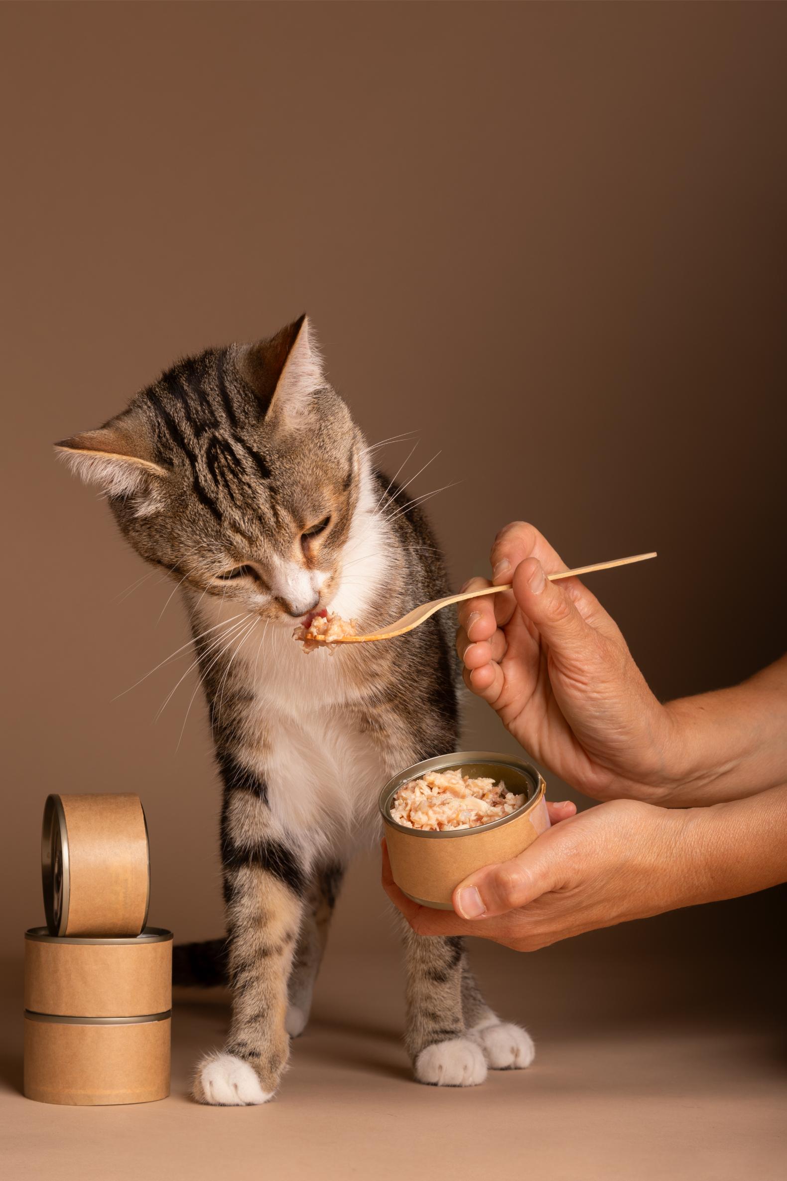 Gato comiendo