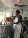 PukyVan Imagen bano golden retriever