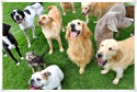 Pets Garden Listado guarderías 1