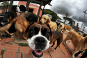 Pets Garden Listado guarderías 