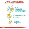 Dálmata cachorro