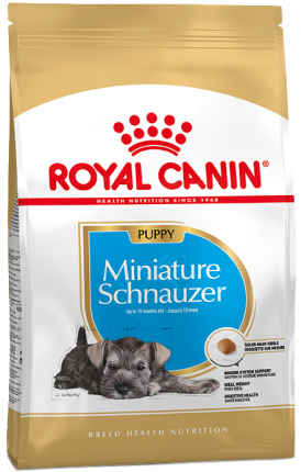 Schnauzer Cachorro