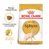 Sphynx