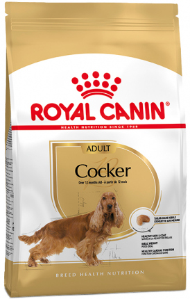 Cocker Adulto