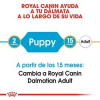 Dálmata cachorro