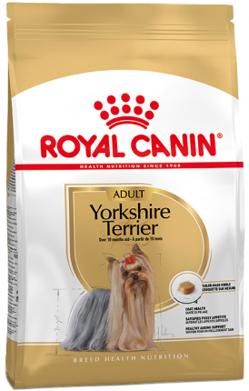 Yorkshire Terrier Adulto