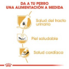 Dálmata Adulto