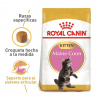 Maine Coon Kitten