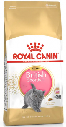 British Shorthair Kitten