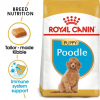 Poodle Puppy