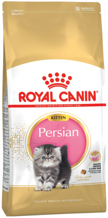 Persian Kitten