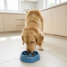 Comedor Antirreflujo para Perros