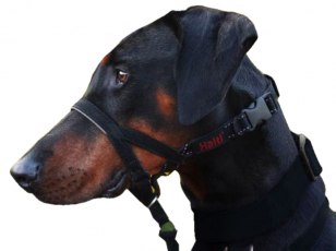 Bozal Halti Headcollar